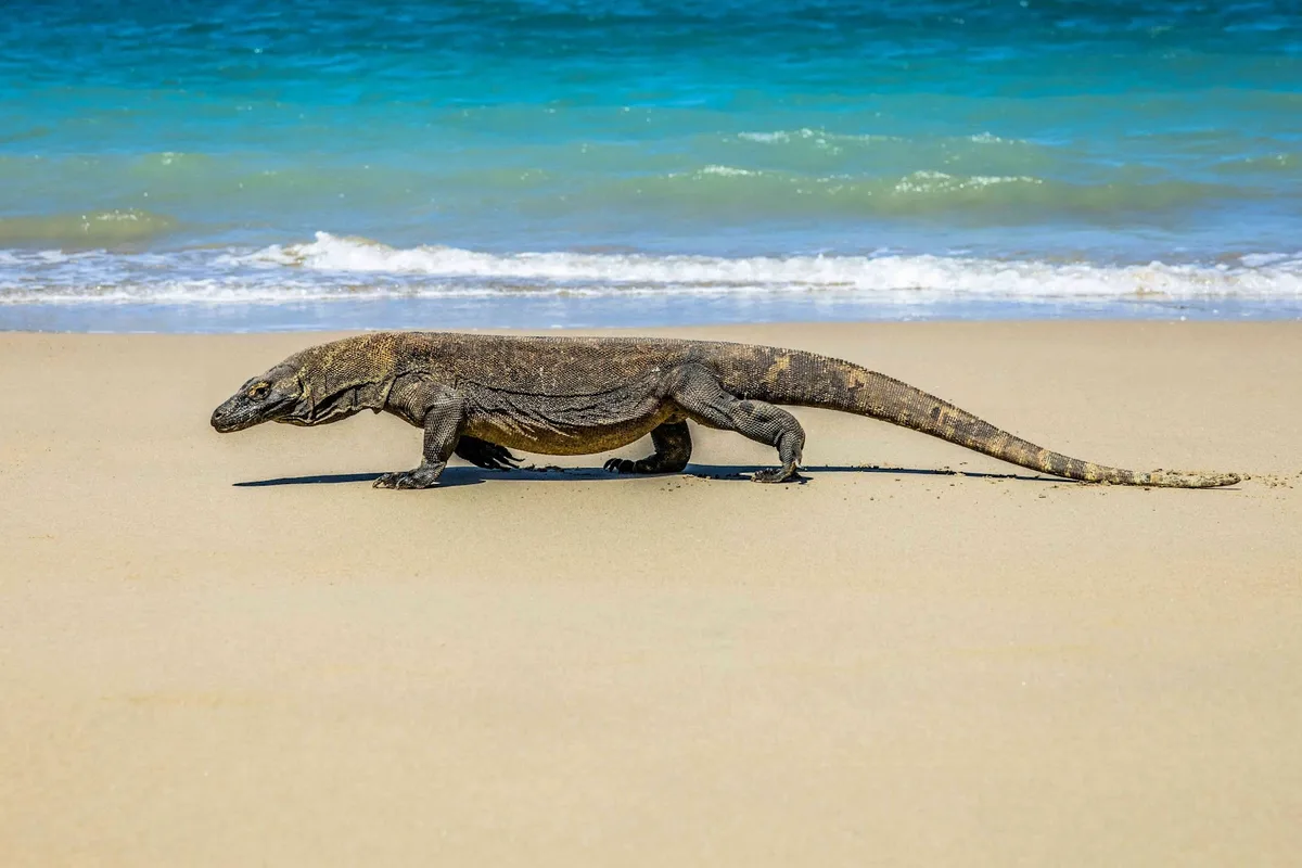 Komodo